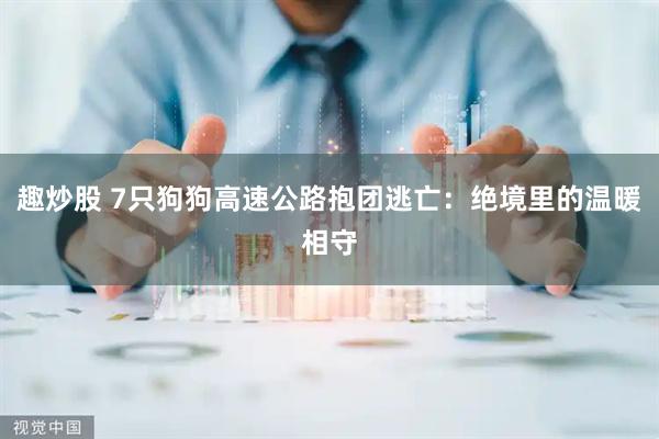 趣炒股 7只狗狗高速公路抱团逃亡：绝境里的温暖相守