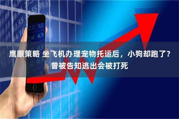 鹰眼策略 坐飞机办理宠物托运后，小狗却跑了？曾被告知逃出会被打死