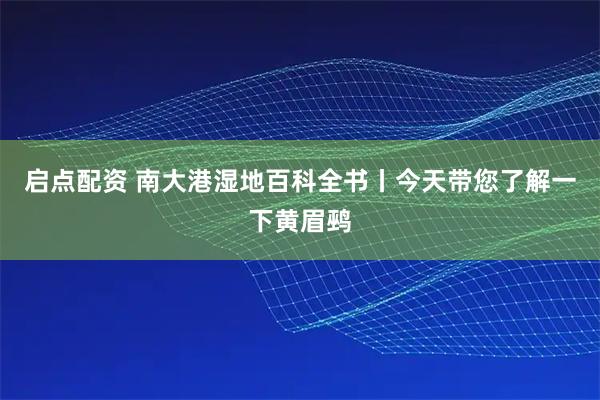 启点配资 南大港湿地百科全书丨今天带您了解一下黄眉鹀